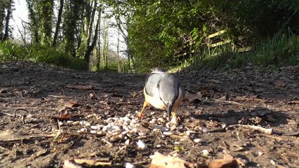 Birds - Videos For People and Cats to Watch