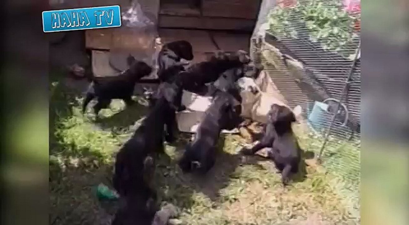 Funny Animal Videos Compilation 2014