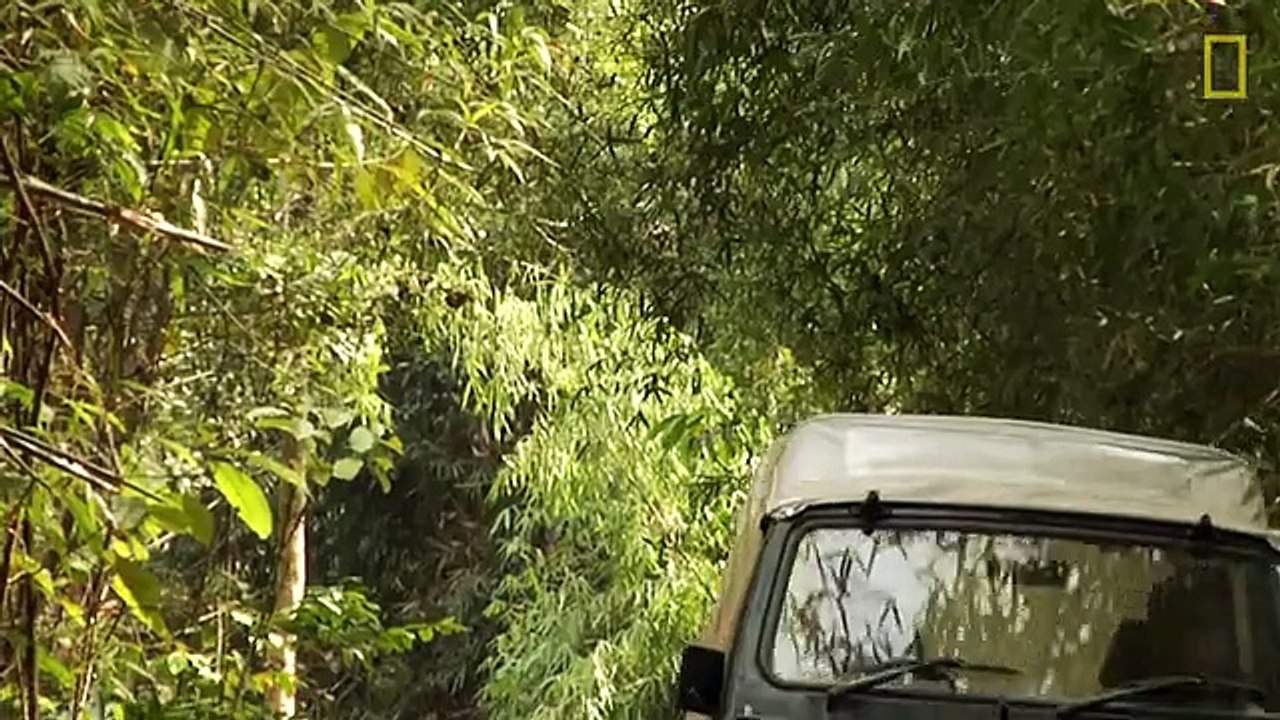 Camera Traps 'Capture' Elusive Tigers