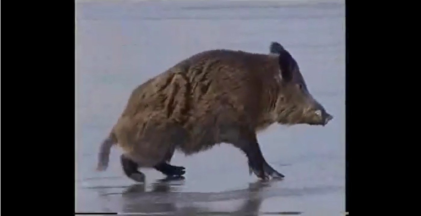 boar ice dancing