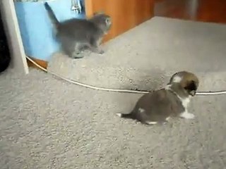 Funny kitten beats puppy