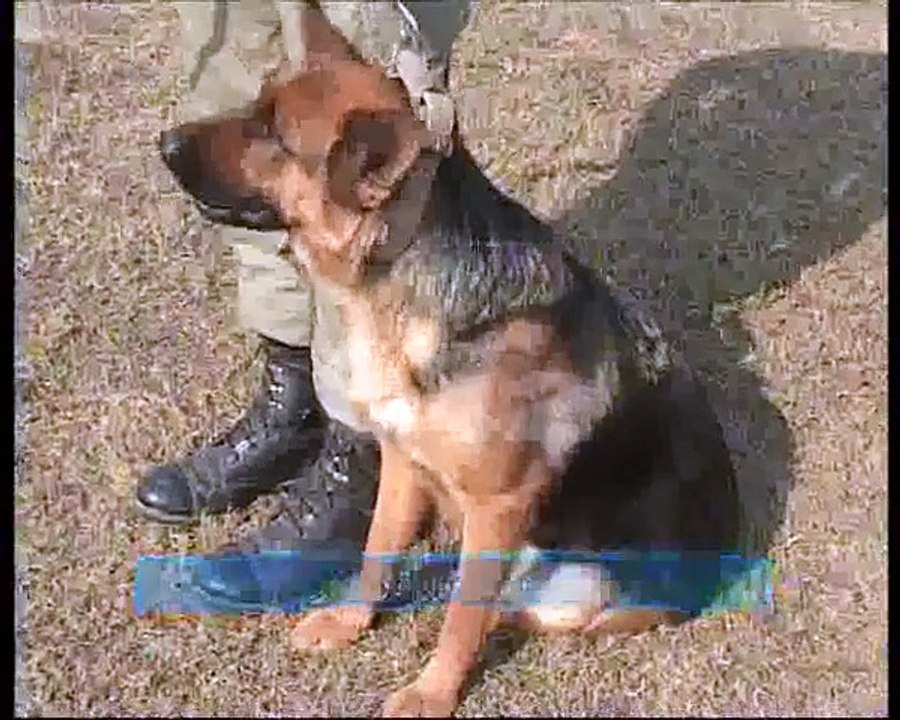 Pak Ranger Dog Section Training