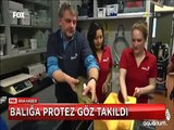 Akvaryumdaki balığı kurtarmak için protez göz taktılar