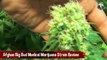 Afghan Big Bud Medical Marijuana Strain Review - Growing Cannabis