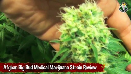 Afghan Big Bud Medical Marijuana Strain Review - Growing Cannabis