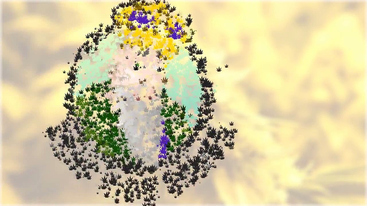 Afghan Haze Cannabis Strain Review _ Bud Showing In Bloom