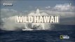 وثائقي - الحياة البرية في هاواي -  أسرار الاعماق‬