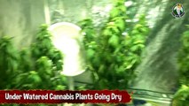 Under Watered Cannabis Plants Going Dry_ MMJ Plants Drought