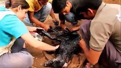 Disgusting Accidents Of The Century