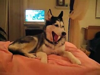 Husky Dog Talking ' I love you '