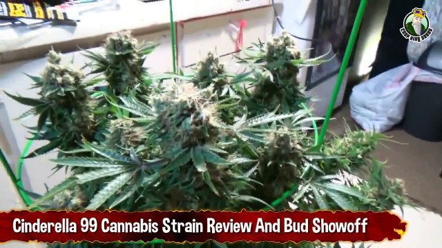 Cinderella 99 Cannabis Strain Review And Bud Showoff