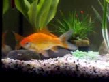 Mes poissons rouges