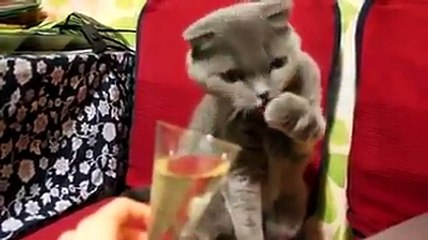 Un chat qui à la classe, qui sait faire la fête avec du champagne !
