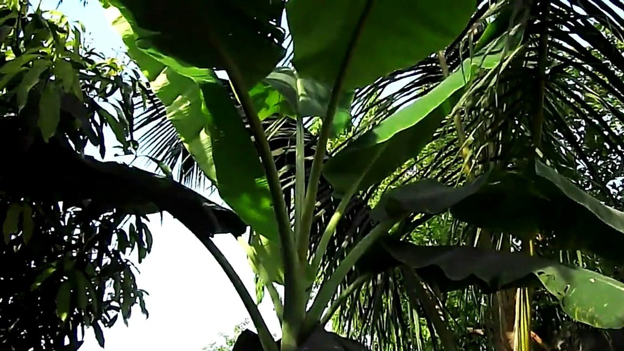 Banana Tree