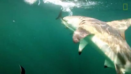 Giant Predator Swarm Attacks Fish