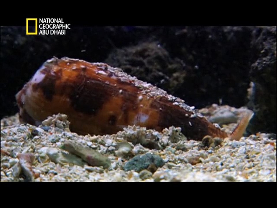 ‫وثائقي - أفتك حيوانات العالم أستراليا HD‬‎