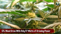CFL Weed Grow With Only 57 Watts of Growing Power - Growing Cannabis (1)