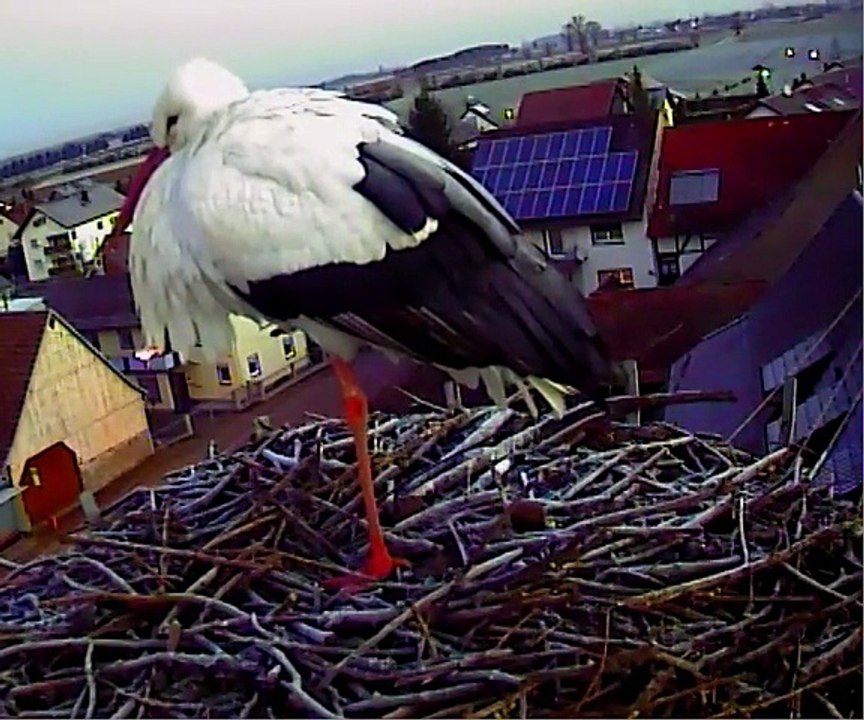 Lara 05.01.15 au matin / morgens