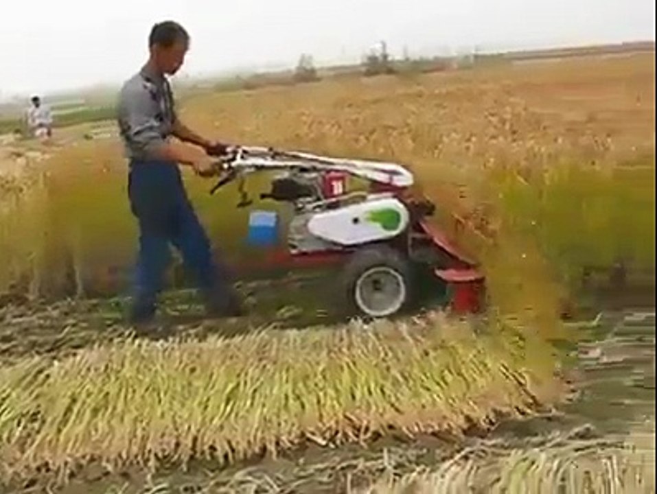 How Easy to Cut Wheat