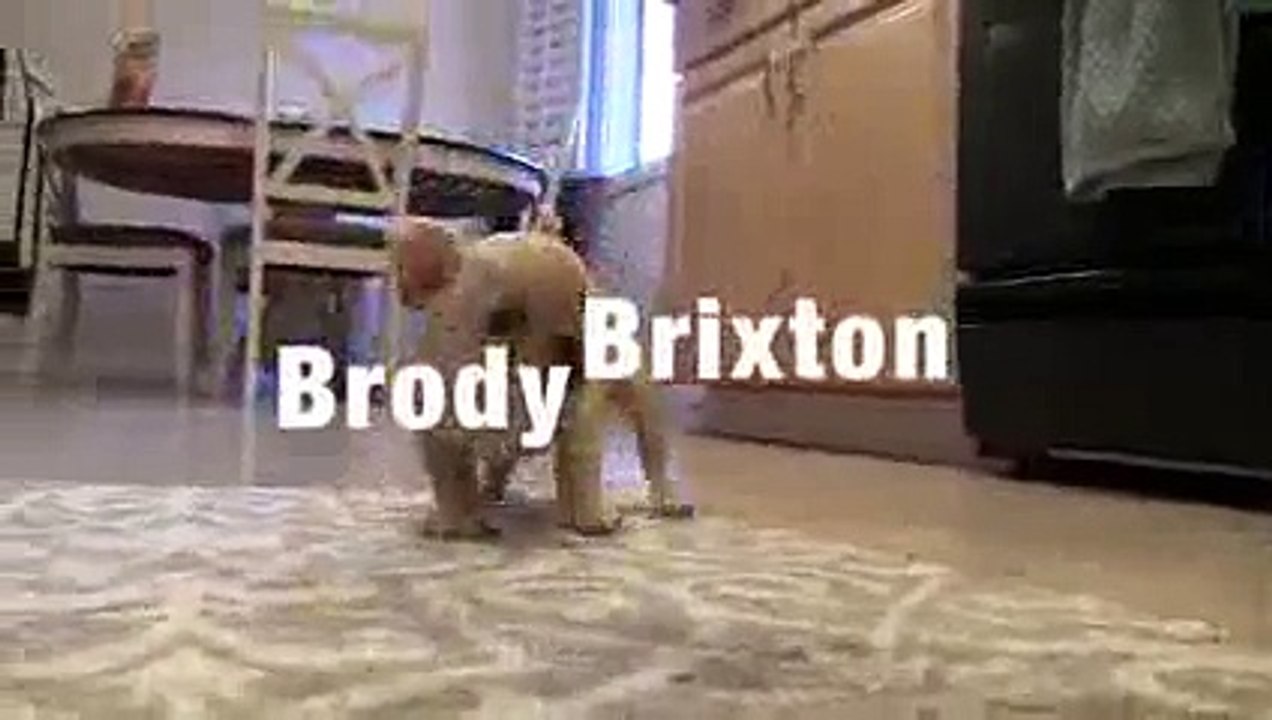 Un chiot bouledogue très malin