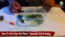 How To Trim Your Pot Plant - Cannabis Soil Growing