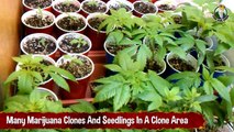 Many Marijuana Clones And Seedlings In A Clone Area - Growing Marijuana