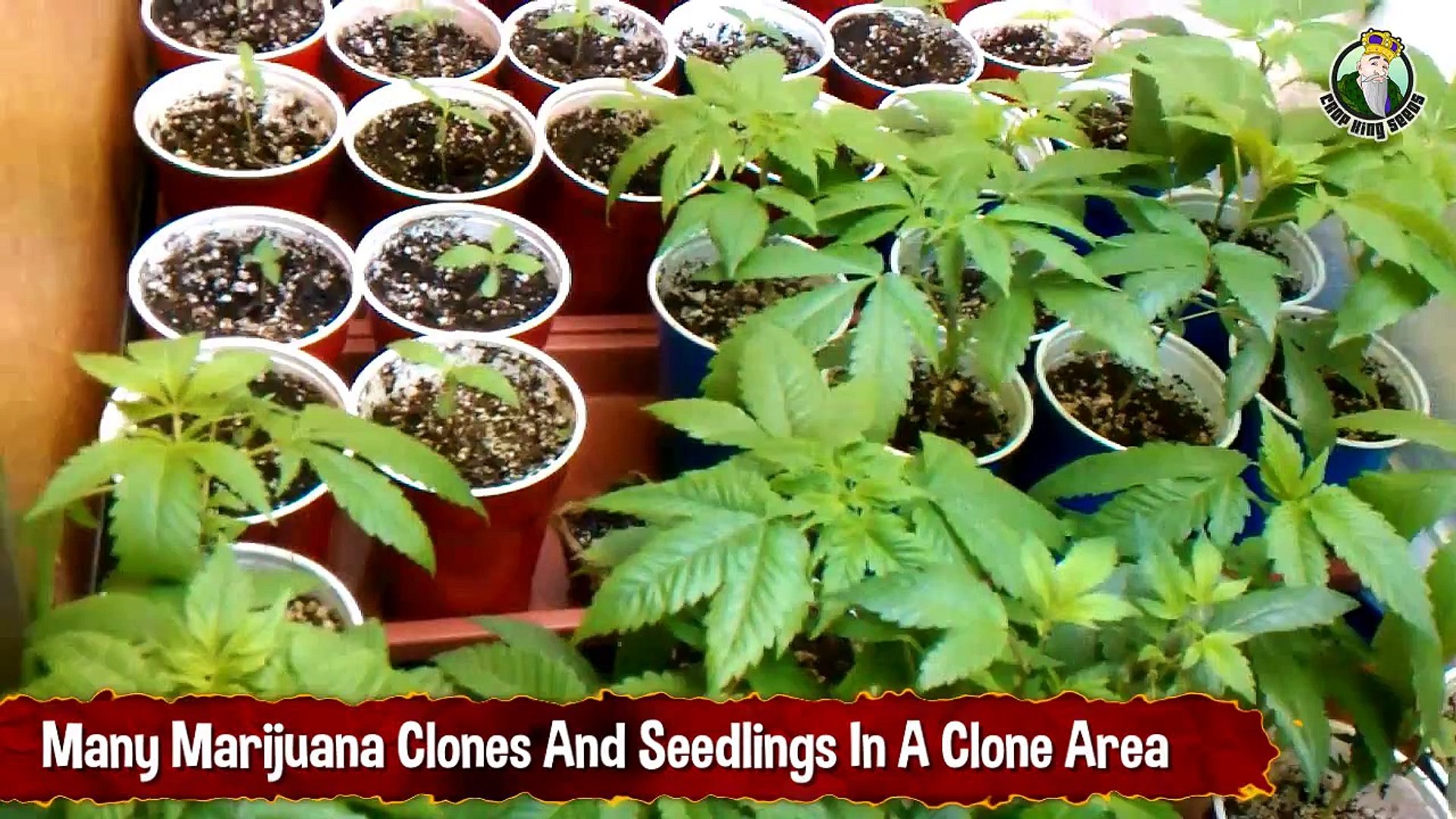 ⁣Many Marijuana Clones And Seedlings In A Clone Area - Growing Marijuana