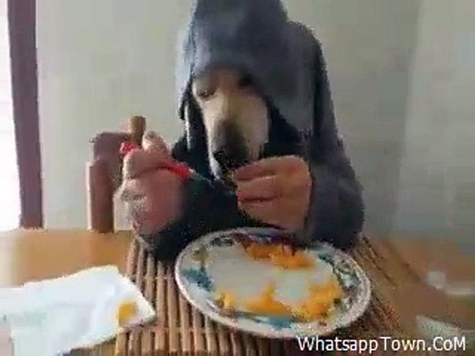 Animal Copy Man