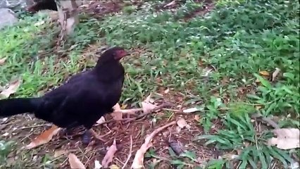 Funny Clip - Hen Crowing with a Low Voice