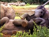 Wild Animal Safari Discovery Kit: First Look Video - Baby Einstein