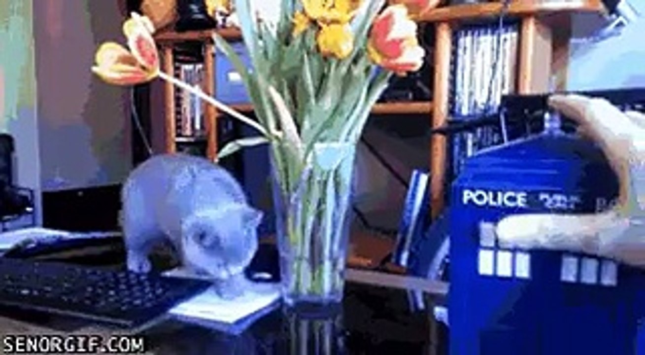 Chat VS Tardis