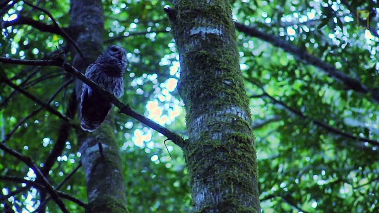 Killing One Owl to Save Another Owl