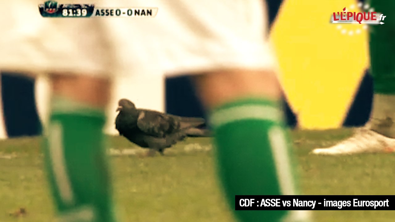 ASSE-Nancy : le choc terrible du pigeon blessé de Geoffroy-Guichard !
