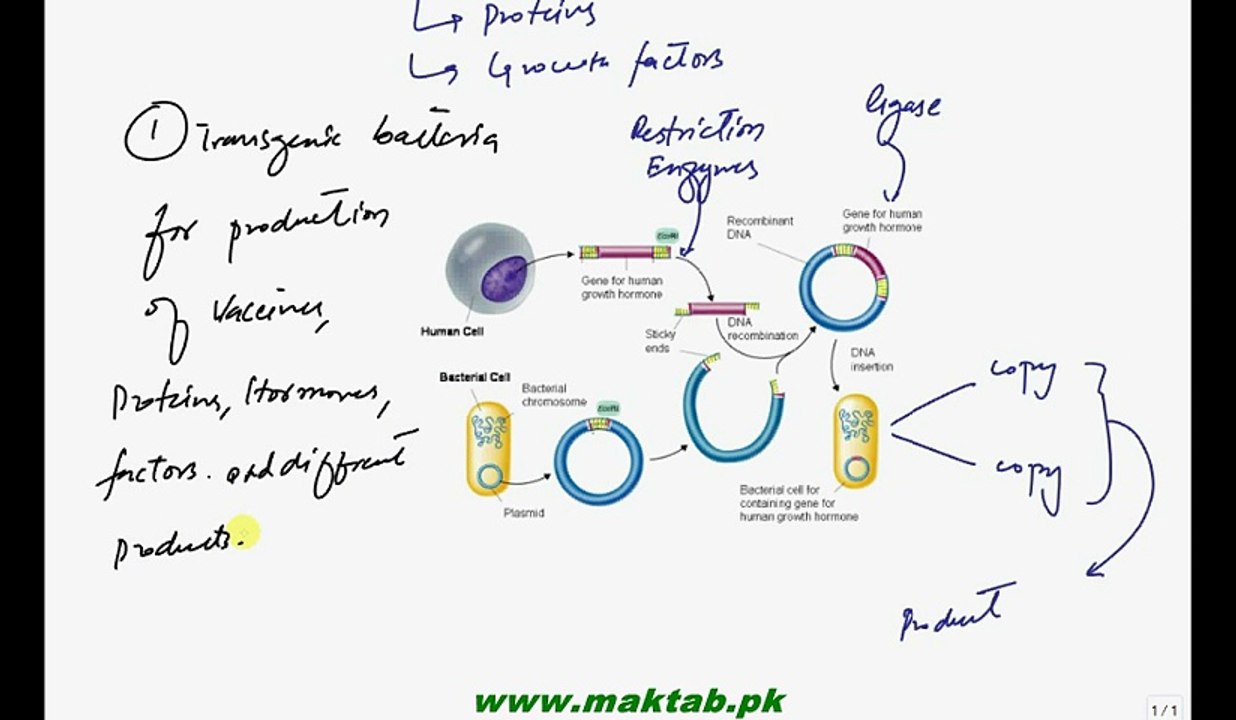 FSc Biology Book2, CH 23, LEC 9, Biotechnolgy Products, Transgenic Bacteria