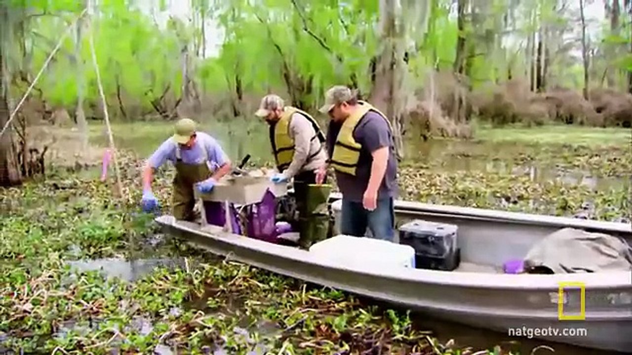 Let's Cut Some Bait