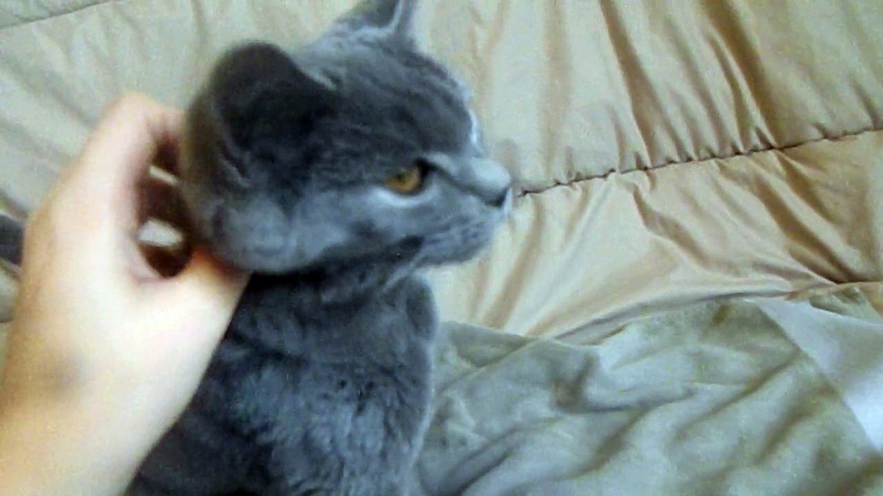 James des rives d'estaing chartreux
