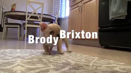 French Bulldog Puppy Tricks 12 wks old Brody Brixton