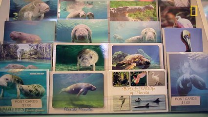 Manatee Death Toll Highest Ever Recorded