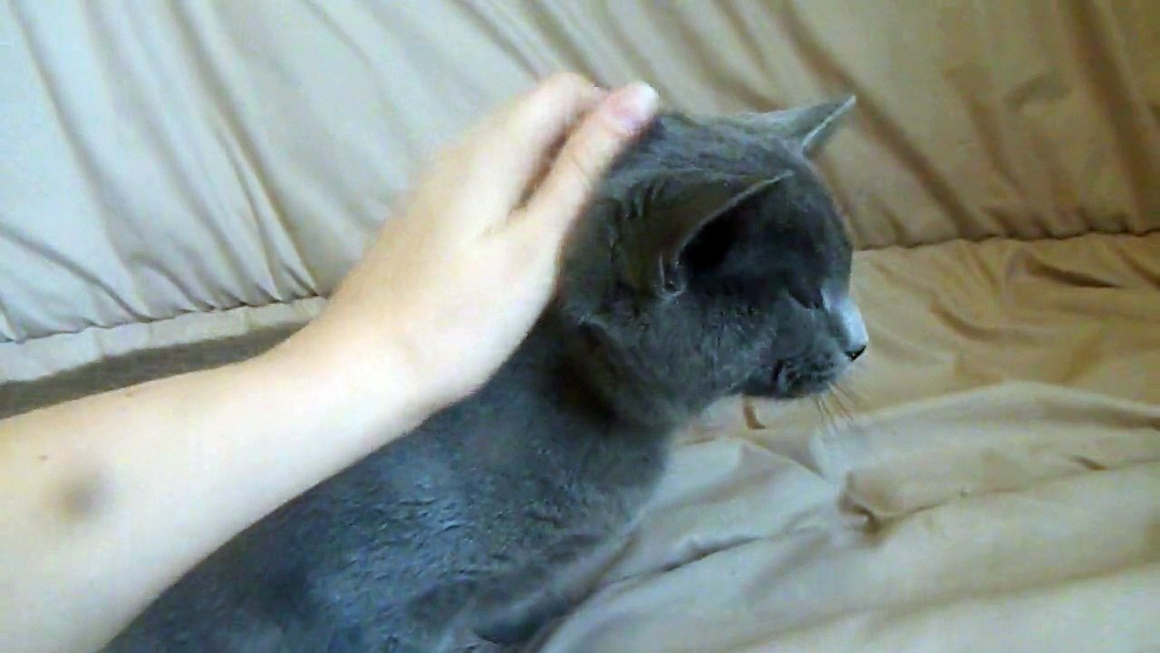 Jillian des rives d'estaing chartreux