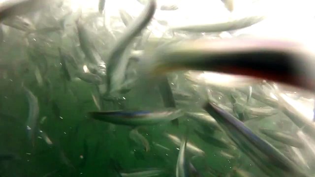 Une baleine manque de manger un plongeur