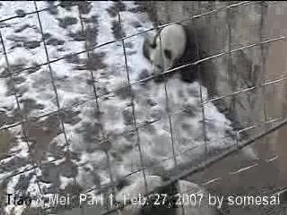 Tian & Mei (Part 1)panda