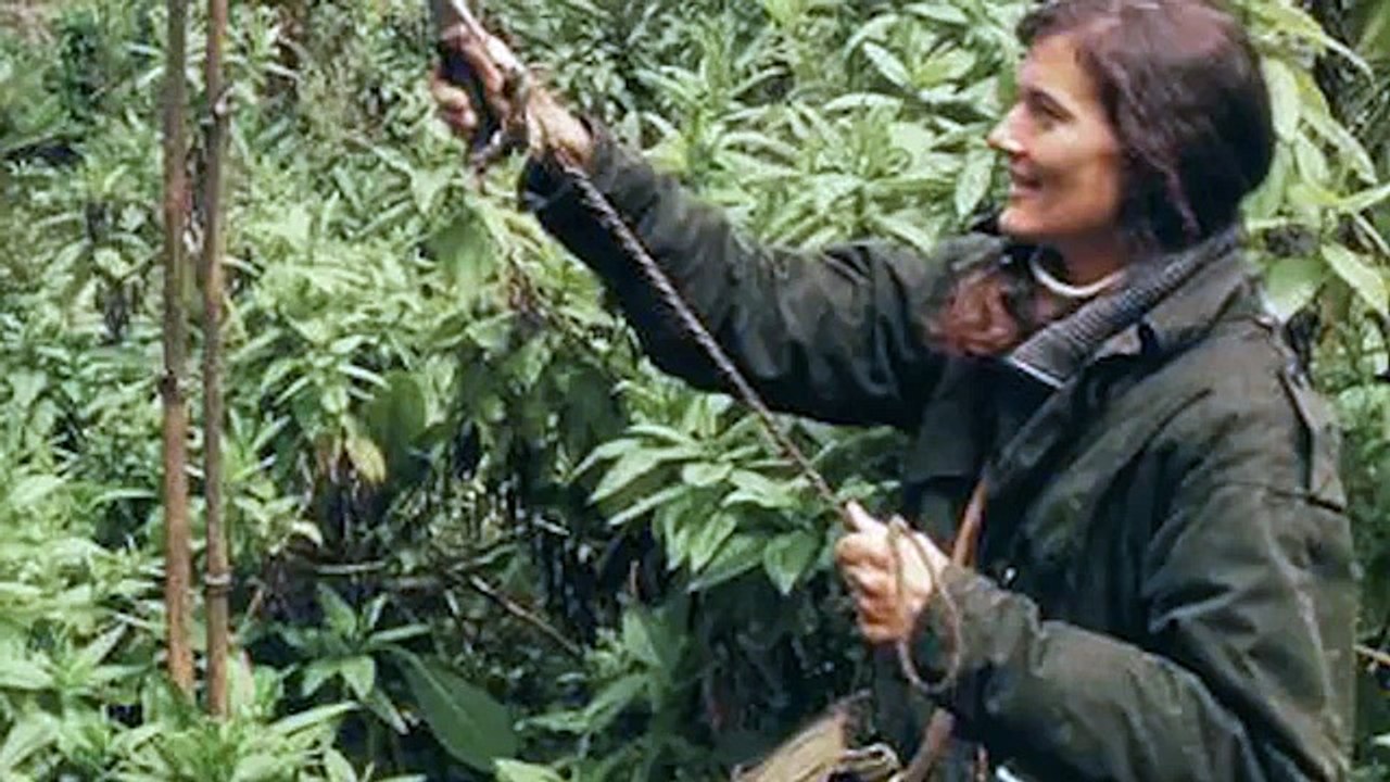 Mountain Gorillas' Survival Dian Fossey’s Legacy Lives On