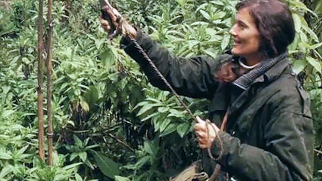 Mountain Gorillas' Survival Dian Fossey’s Legacy Lives On