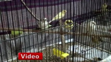 Fanatik Galatasaraylı Taraftardan, Dünya Şampiyonu Kanaryalar