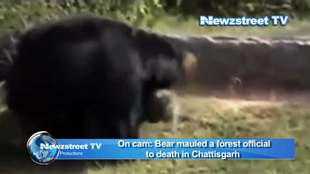 Bear kills a forest official in Chhattisgarh: Caught on Cam