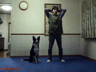 Funny Dog Doing Exercise