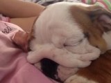 English Bulldog Puppy snores while sleeping