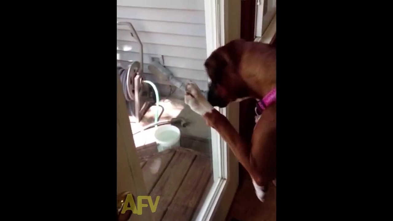 Funniest Videos