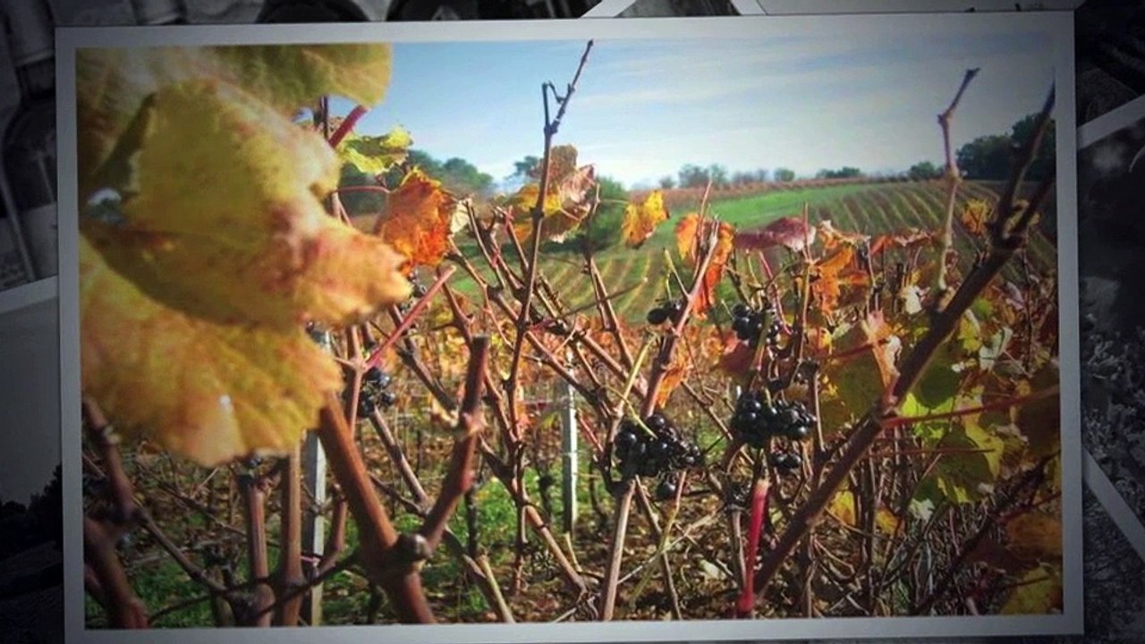Vignoble Domaine de Cause