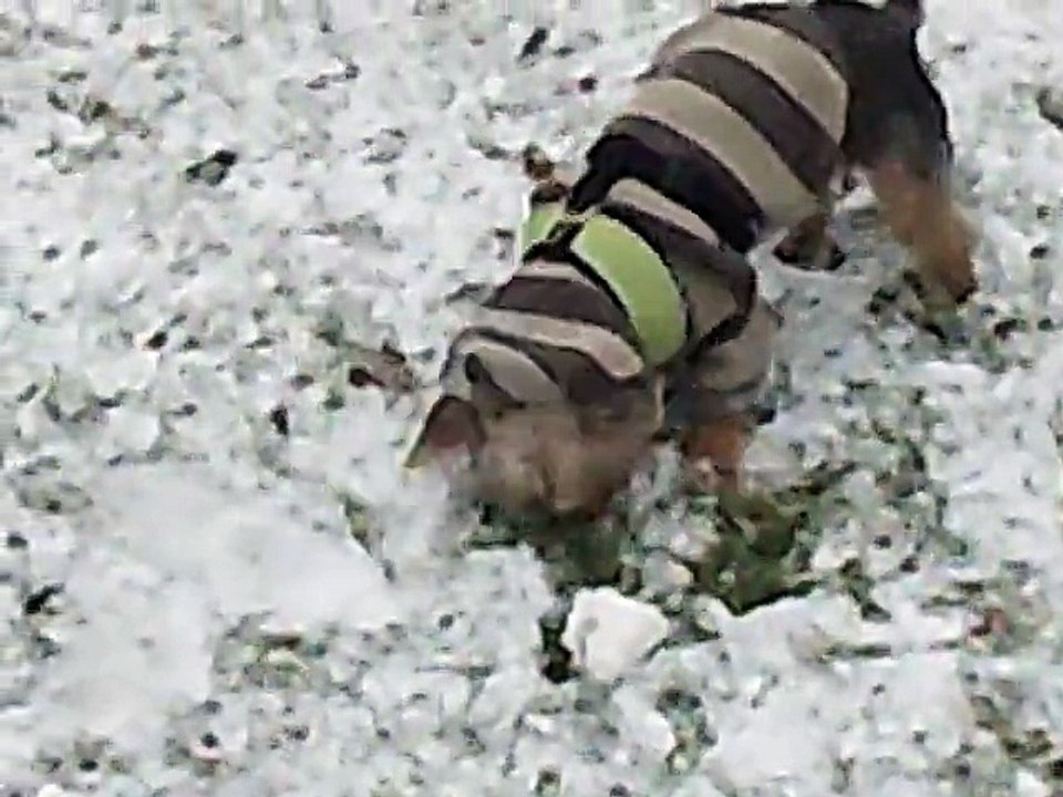 Muckis erster Schnee